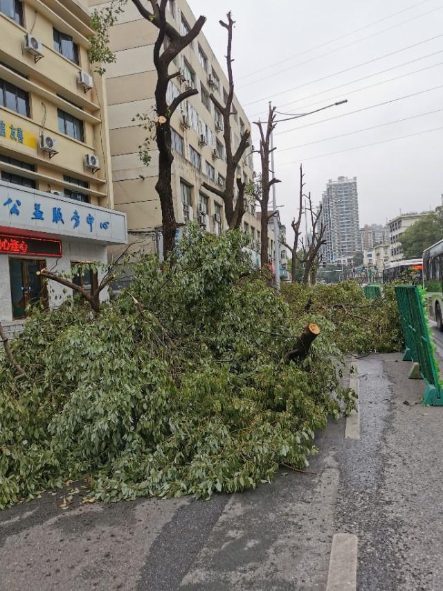 樟树市数据和政务服务局最新发展规划深度探讨