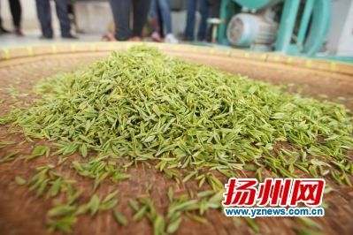 捺山茶场新领导引领企业迈向高峰